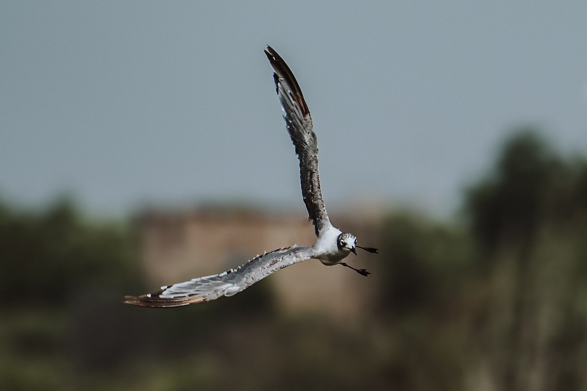 Franklin's Gull - ML616679551