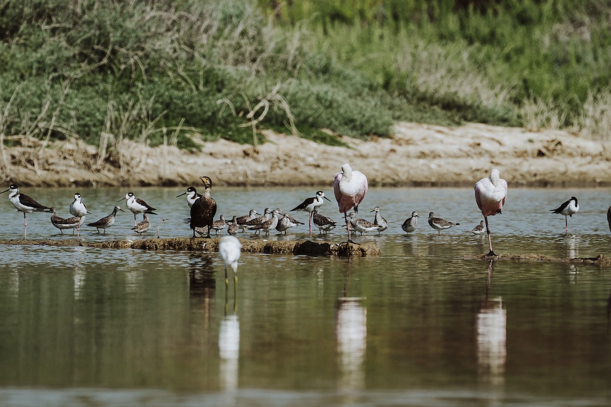 Stilt Sandpiper - ML616679564