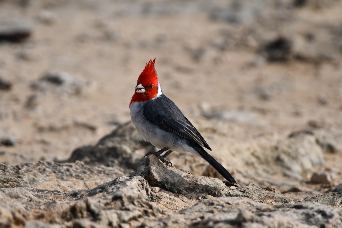 Red-crested Cardinal - Sarah Dix