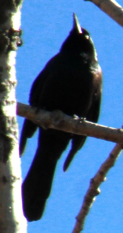 Common Grackle (Bronzed) - ML616679647