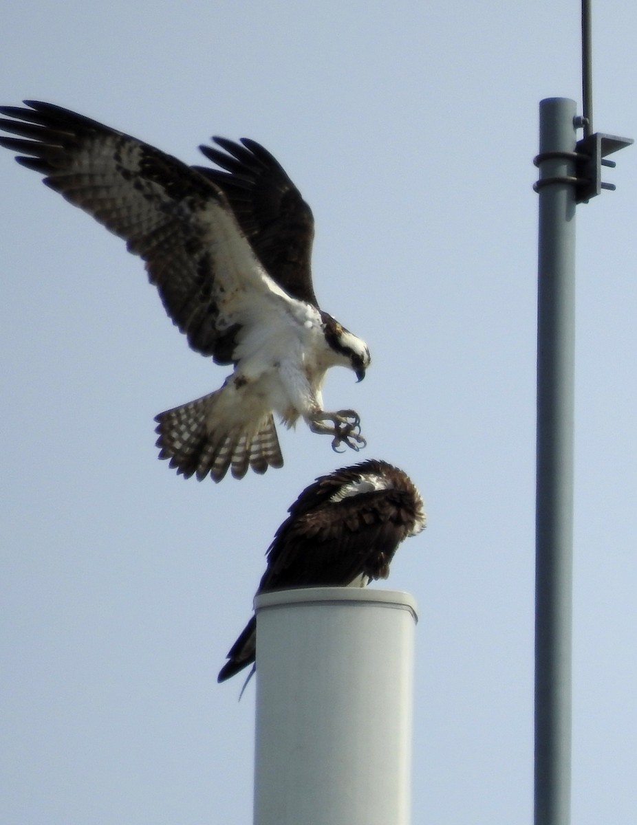 Osprey - ML616679653