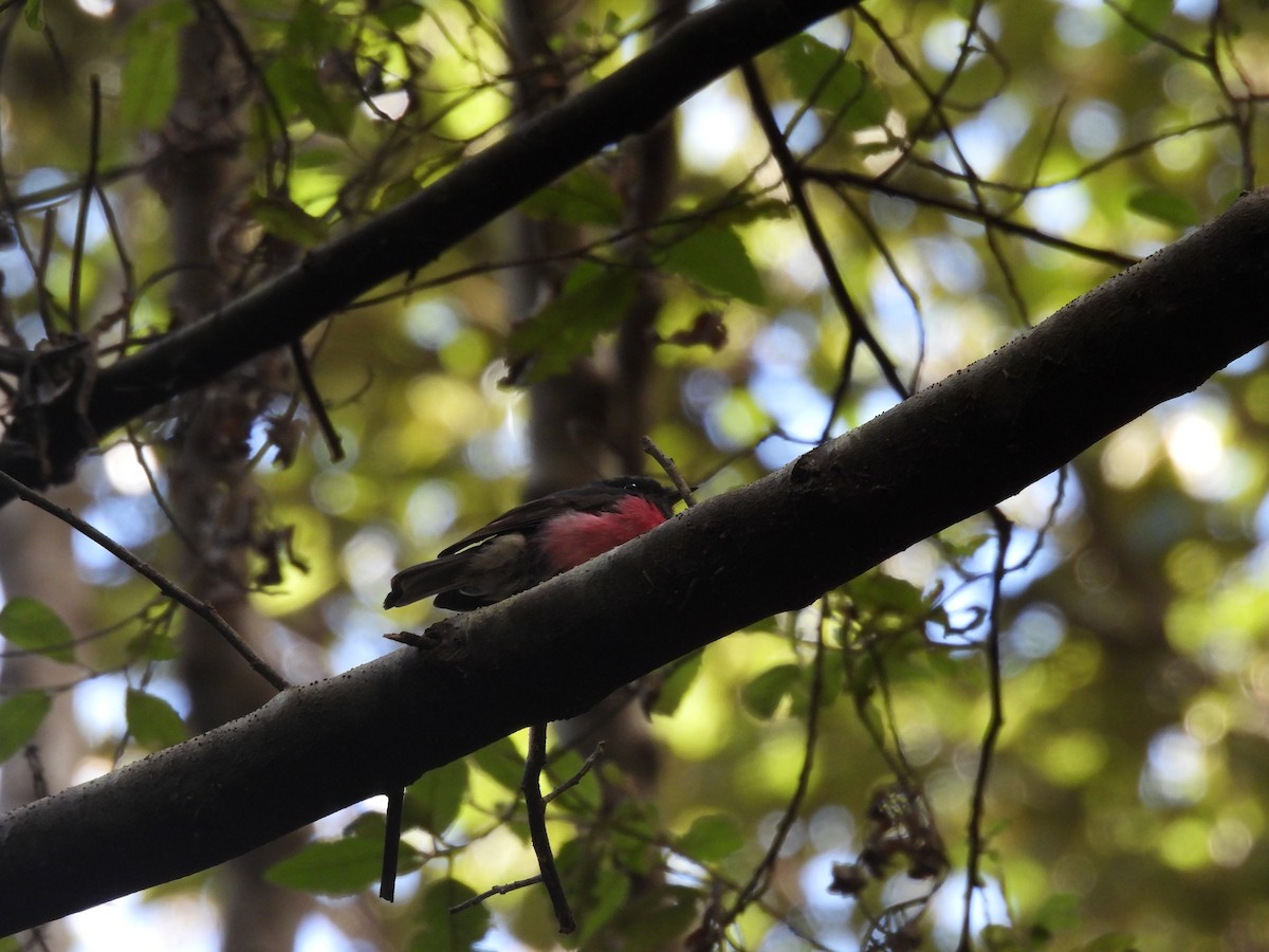 Pink Robin - ML616679669