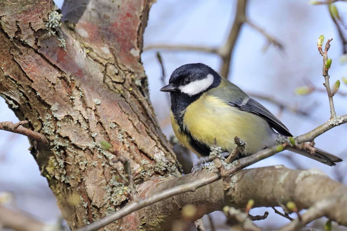 Great Tit - ML616679683