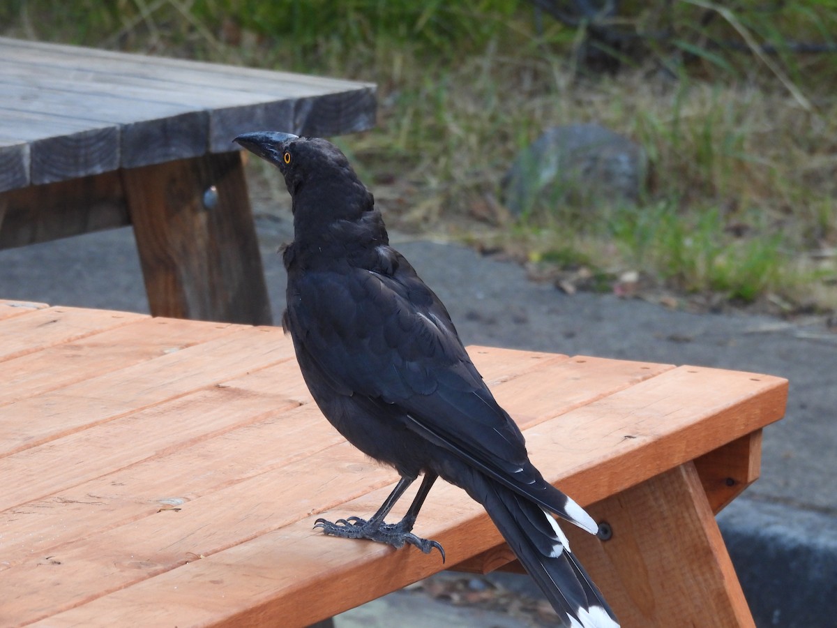 Black Currawong - ML616679688