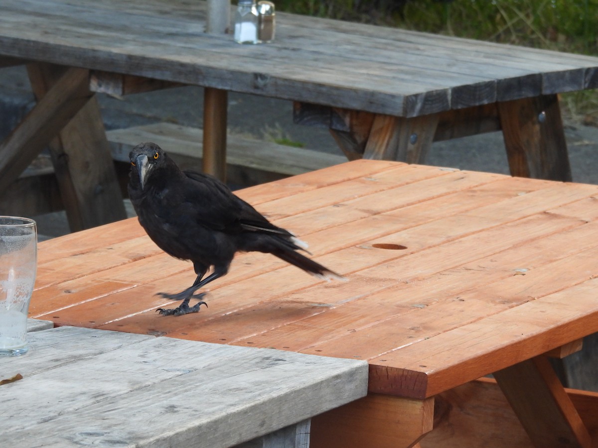 Black Currawong - ML616679690