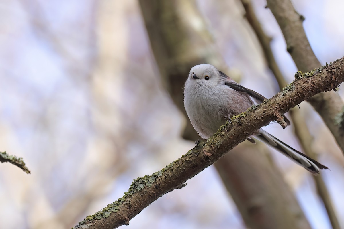 Long-tailed Tit - ML616679694