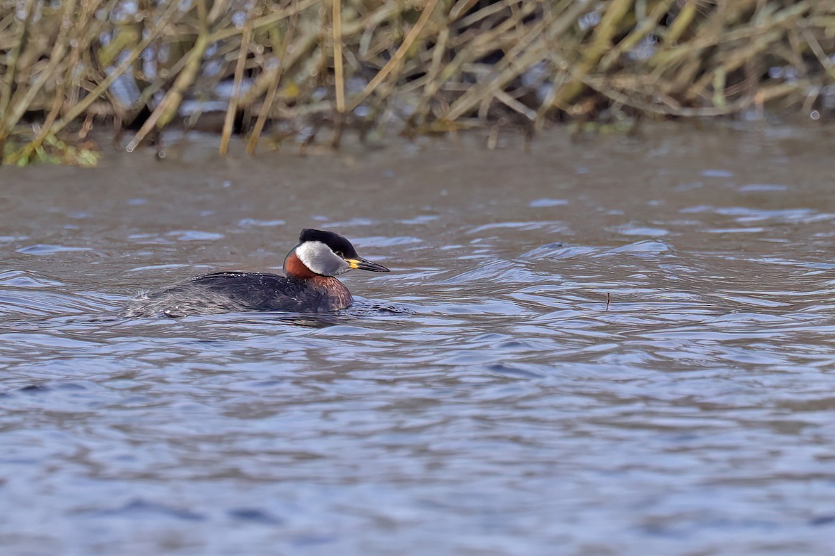 Red-necked Grebe - ML616679697