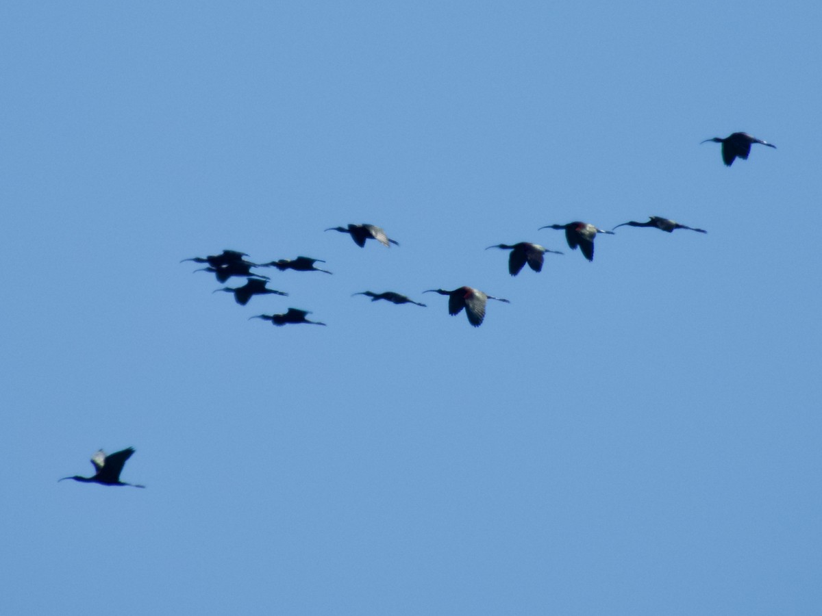 ibis hnědý - ML616679701