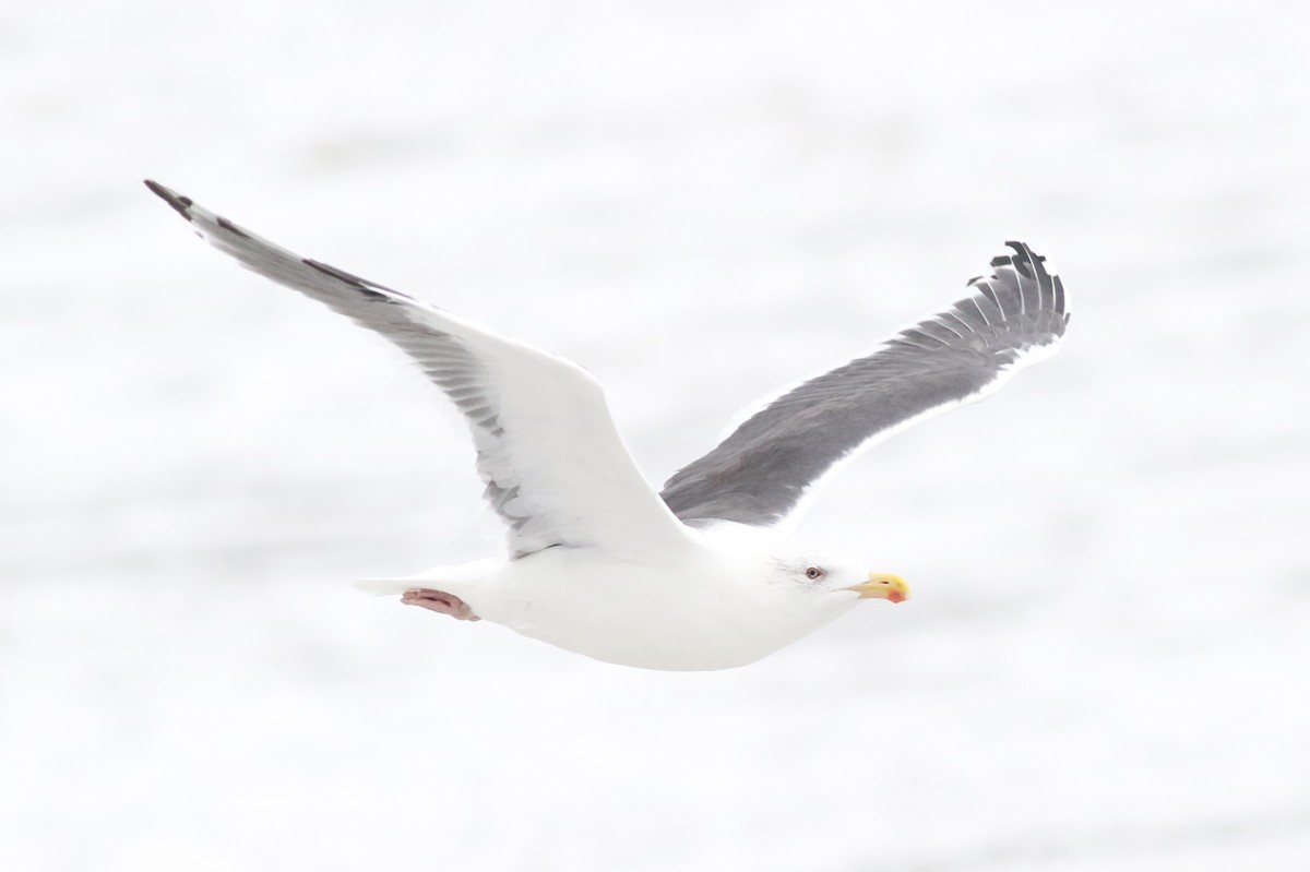 Great Black-backed Gull - ML616679705