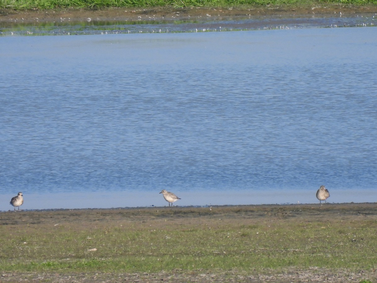 Black-bellied Plover - Martin Petra