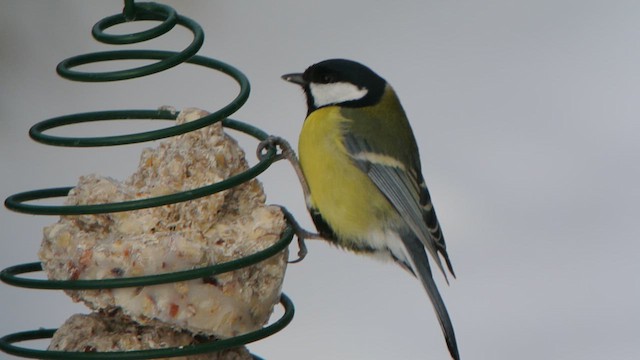 Great Tit (Great) - ML616679756