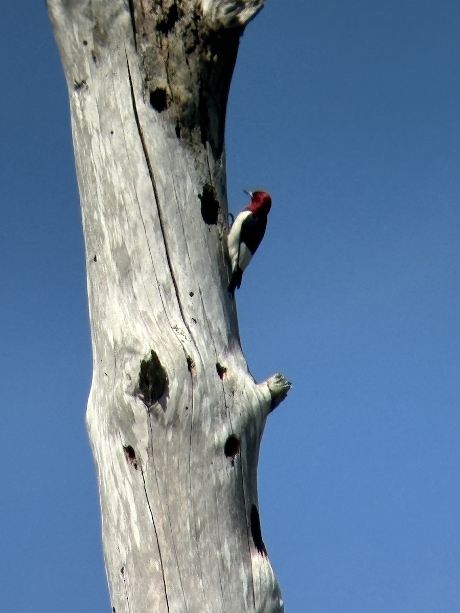 Red-headed Woodpecker - ML616679780