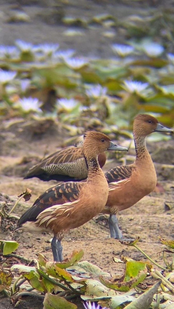 Fulvous Whistling-Duck - ML616679802