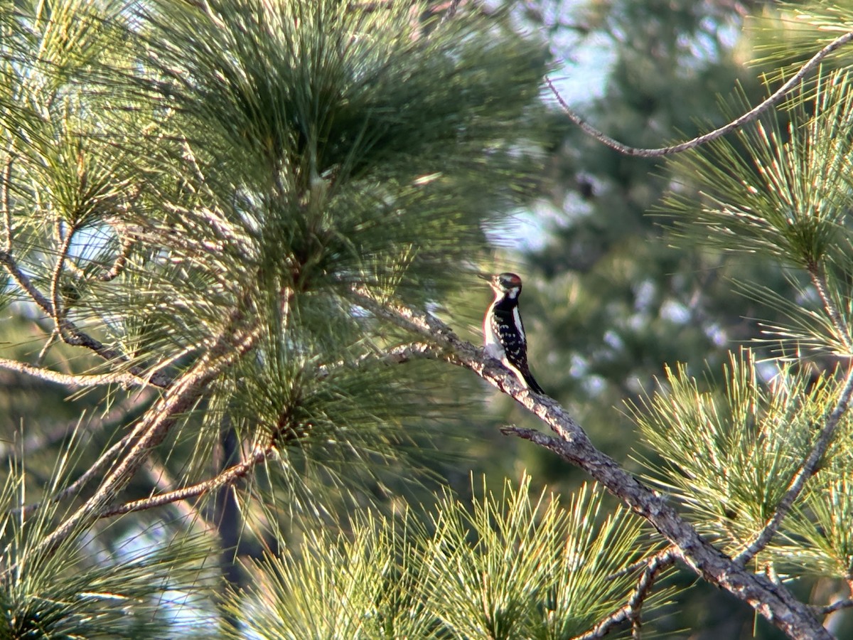 Hairy Woodpecker - ML616679811