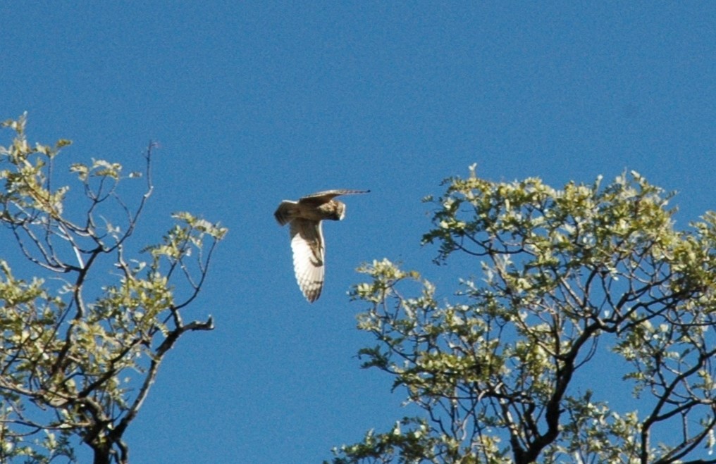 Short-eared Owl (Hawaiian) - ML616679813