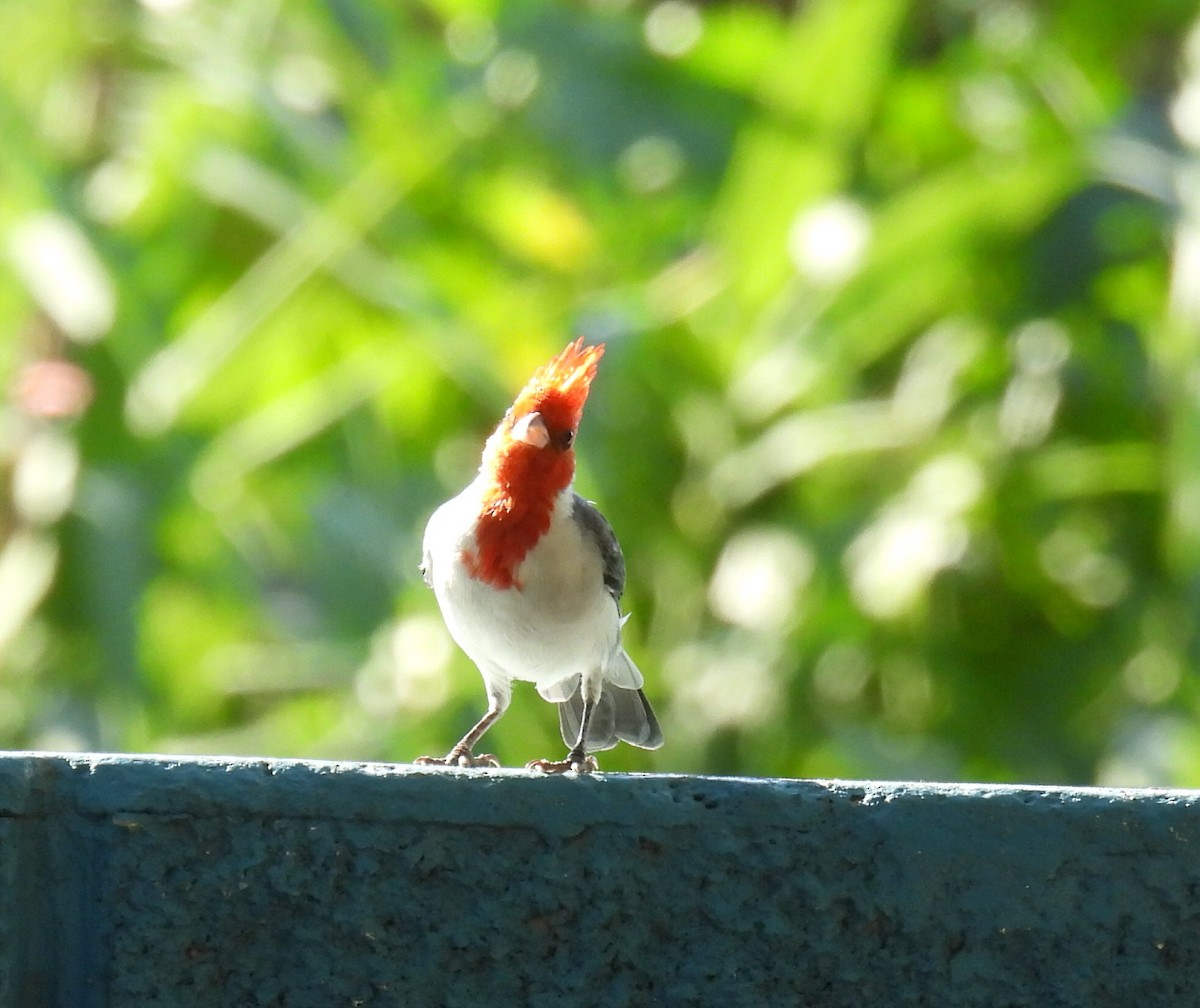 Red-crested Cardinal - ML616679820