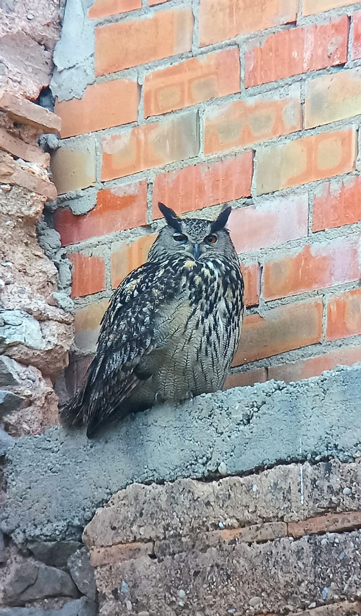 Eurasian Eagle-Owl - ML616679859