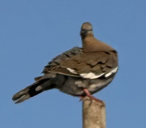 White-winged Dove - Susan Lala