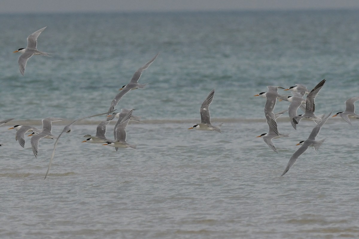 Lesser Crested Tern - ML616679942