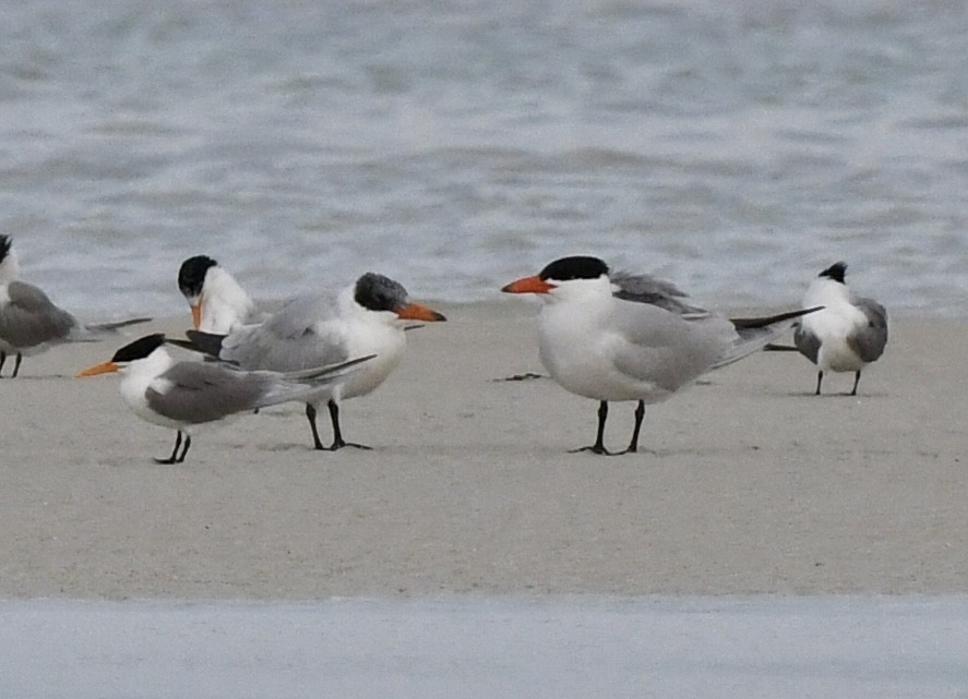 Caspian Tern - Timothy Lloyd