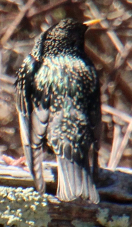 European Starling - ML616679982