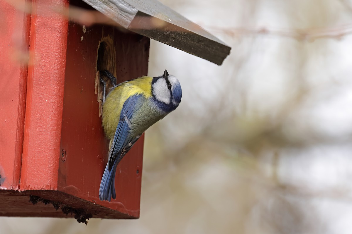 Eurasian Blue Tit - ML616680005