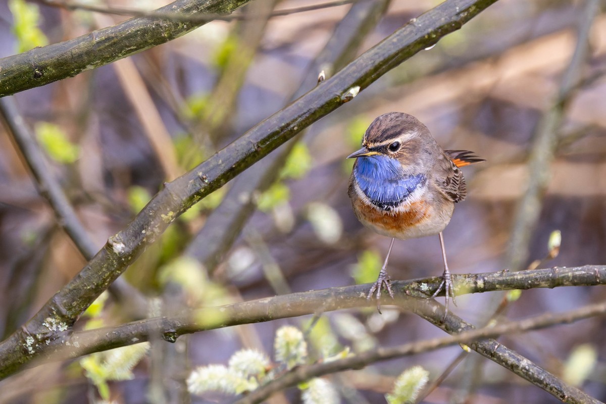 Bluethroat (White-spotted) - ML616680055