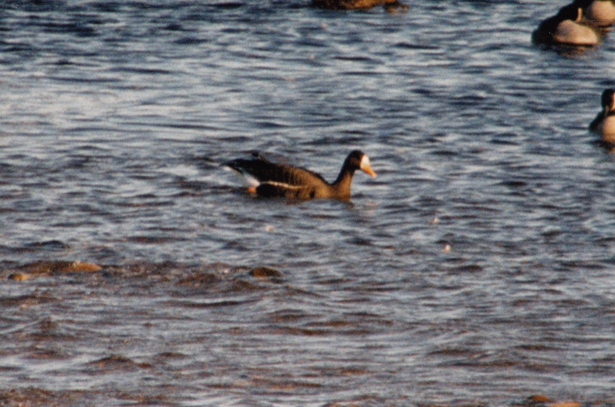 Greater White-fronted Goose - ML616680081