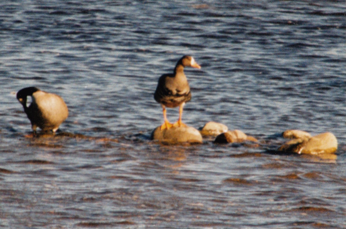 Greater White-fronted Goose - ML616680082