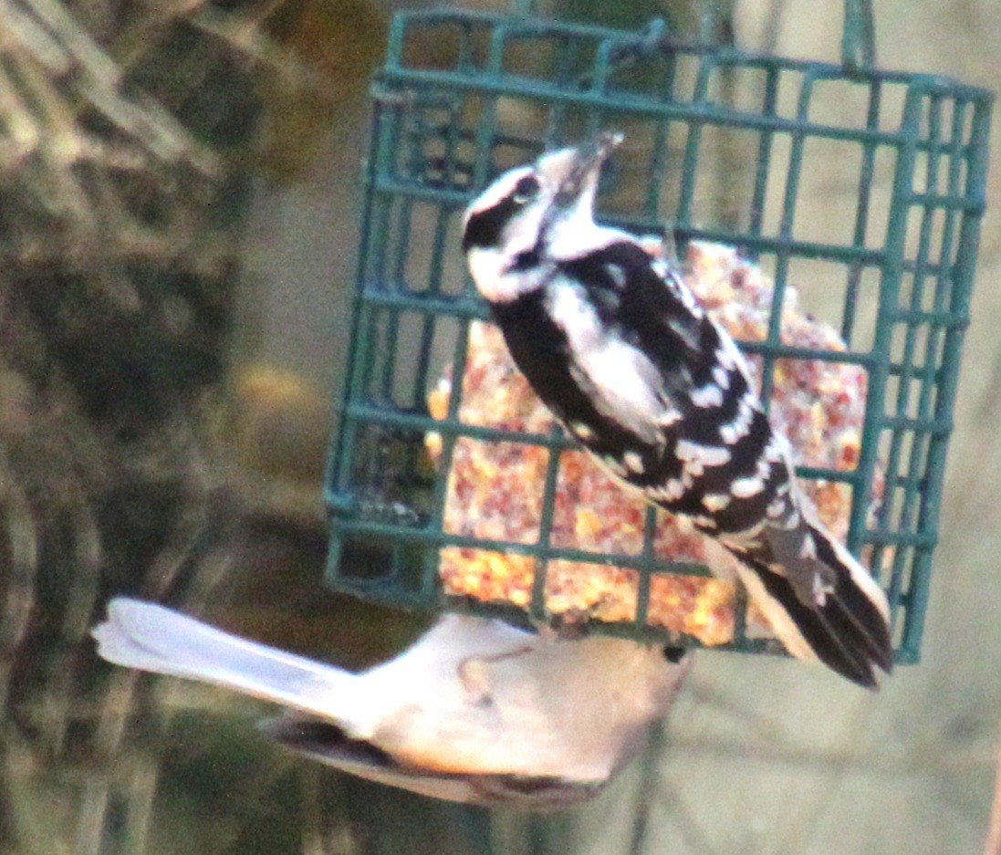 Tufted Titmouse - ML616680174