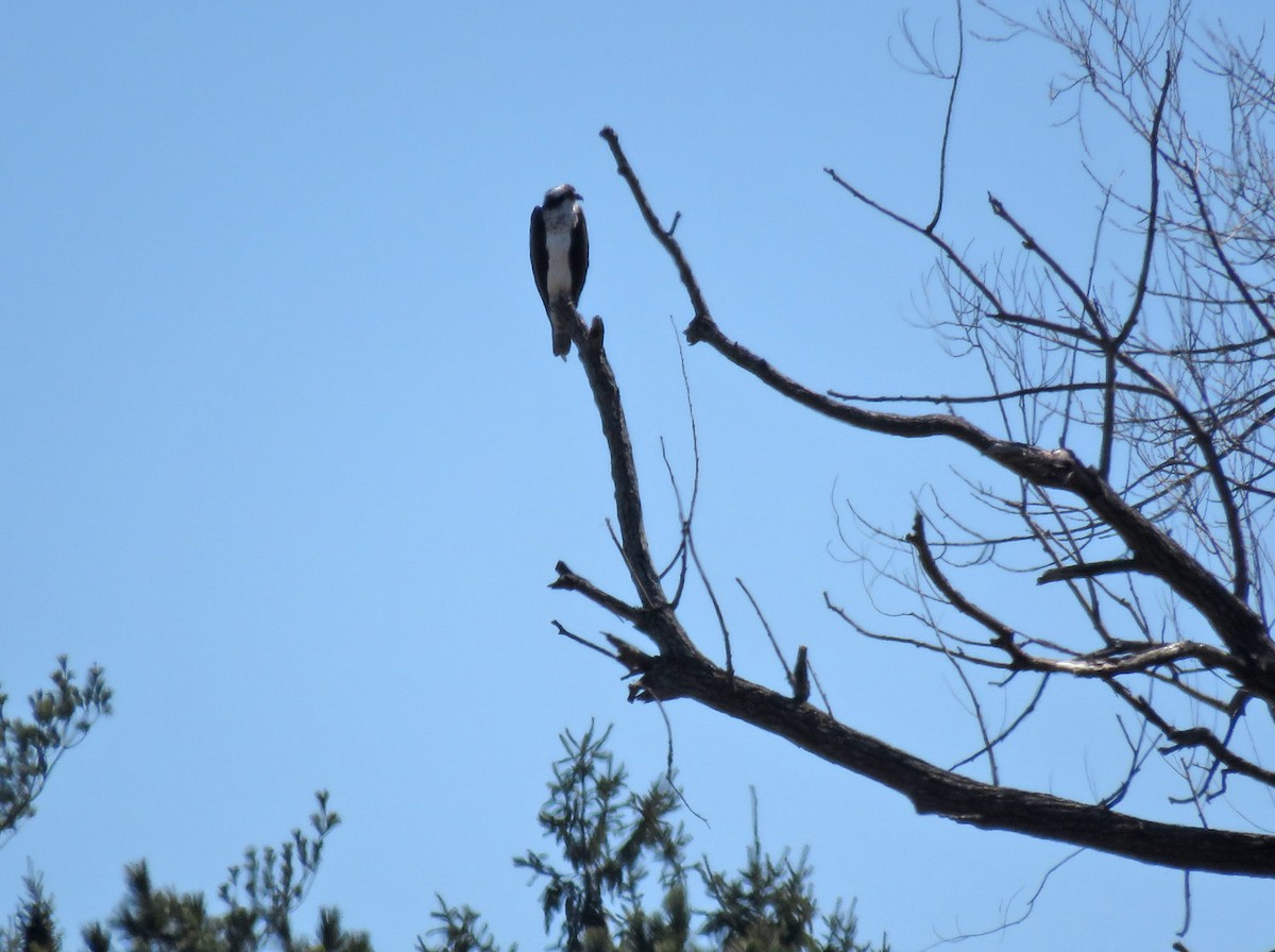 Osprey - ML616680183