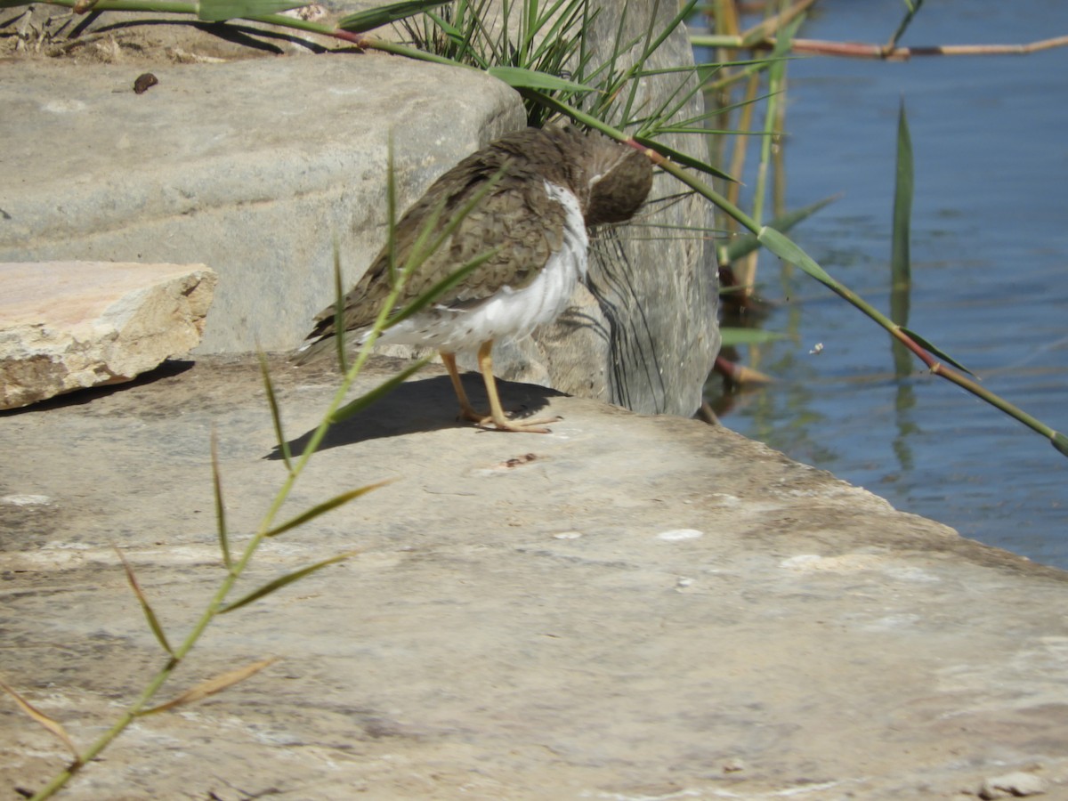 Spotted Sandpiper - Thomas Bürgi