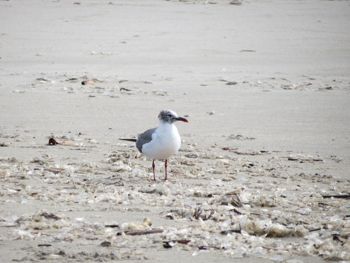 Laughing Gull - ML616680289