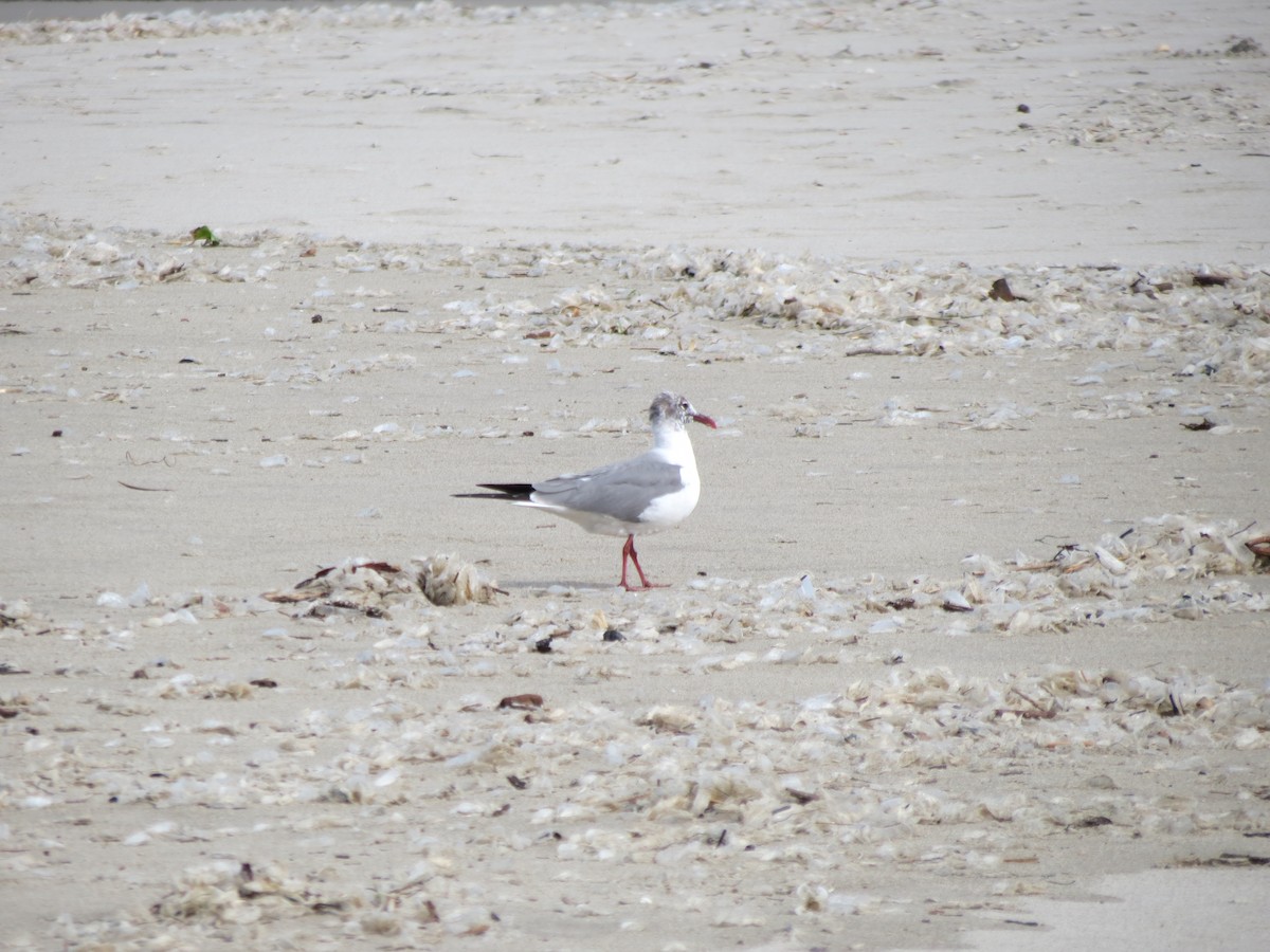 Laughing Gull - ML616680291