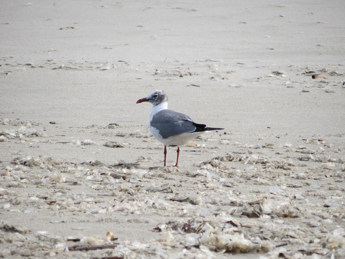 Laughing Gull - ML616680292