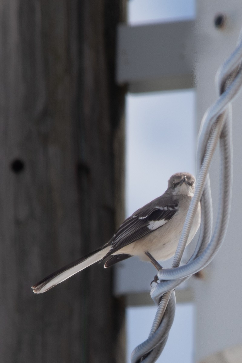 drozdec mnohohlasý - ML616680375