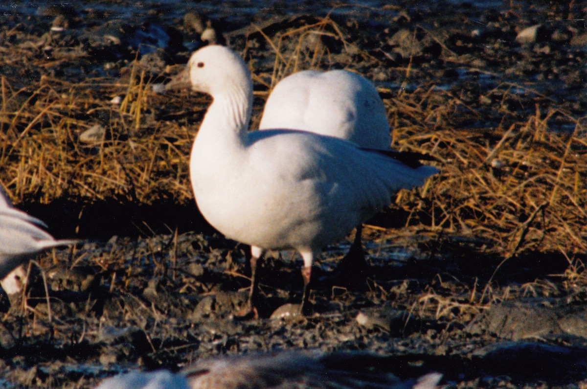 Ross's Goose - ML616680414