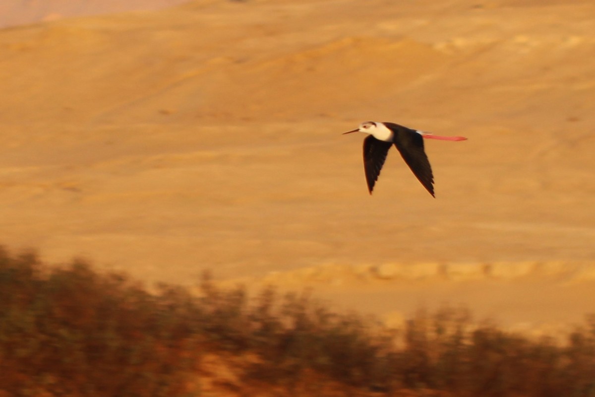 Black-winged Stilt - ML616680427