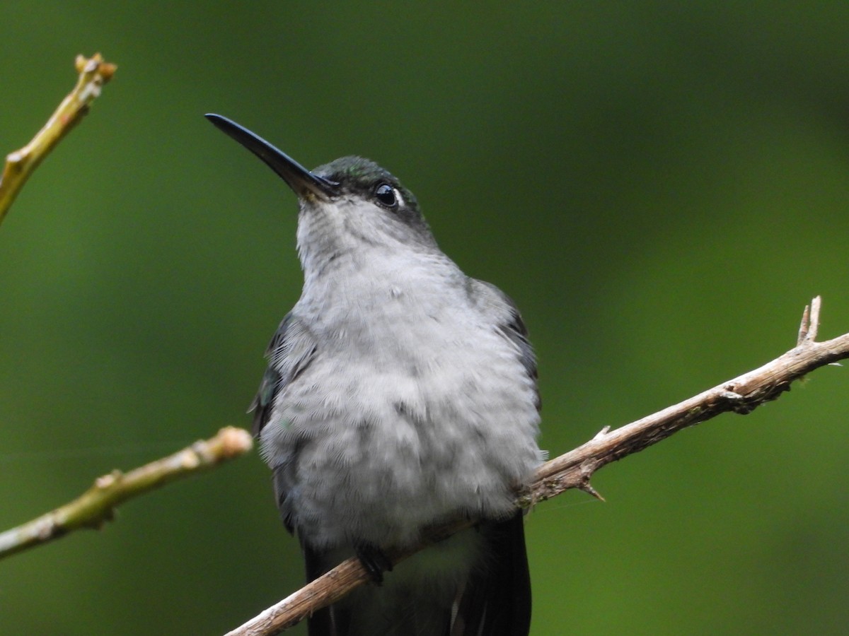 Gray-breasted Sabrewing - ML616680429