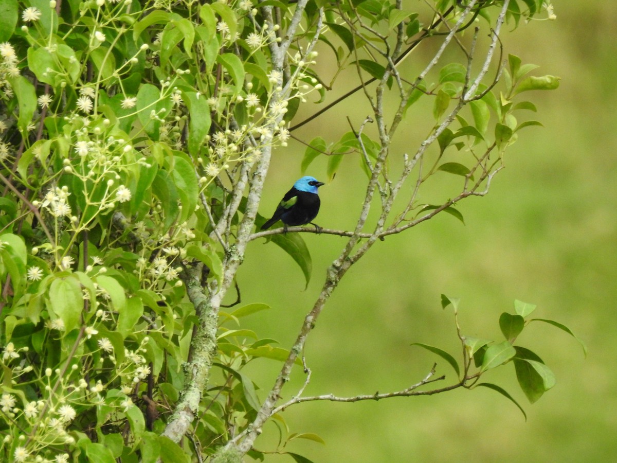 Blue-necked Tanager - ML616680440