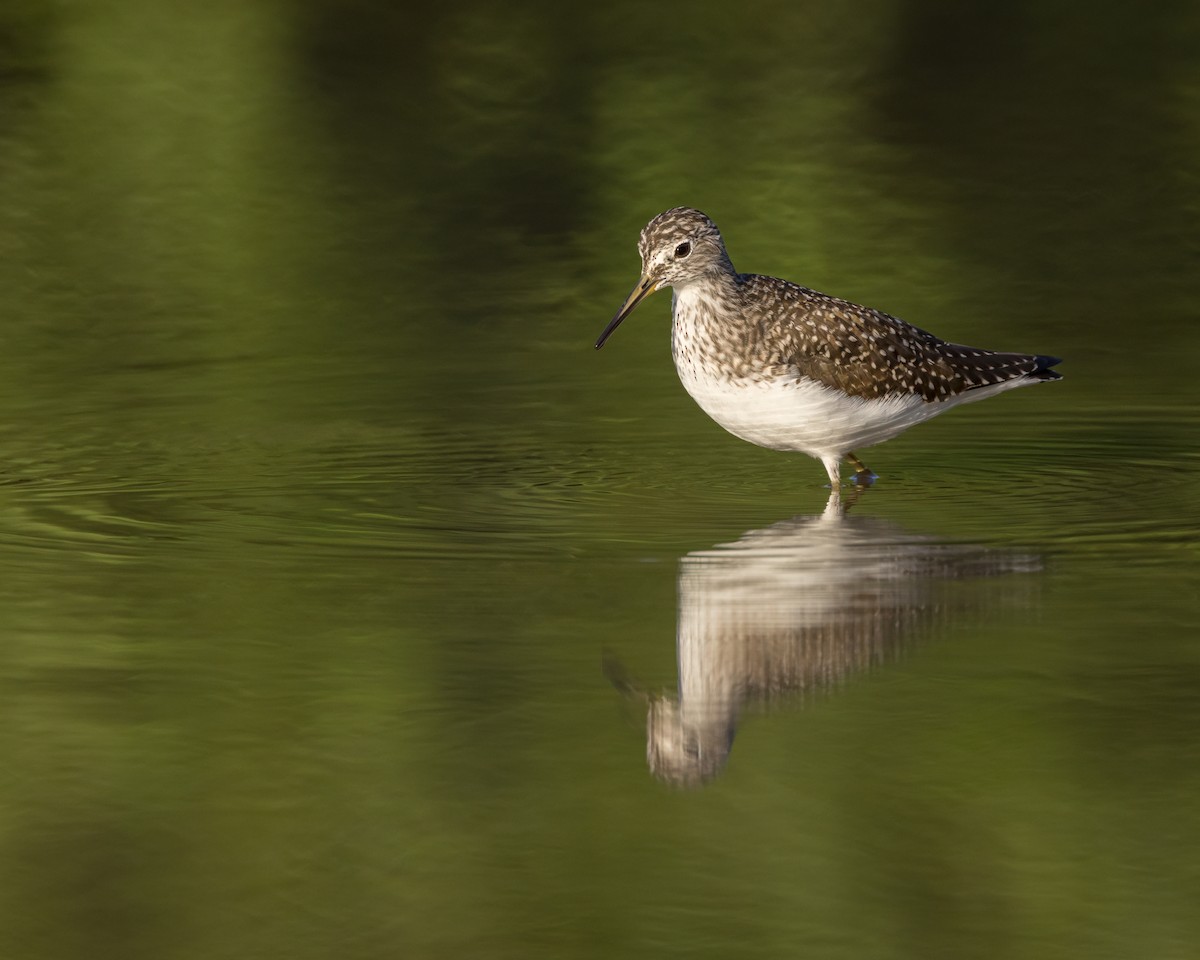 Solitary Sandpiper - ML616680505