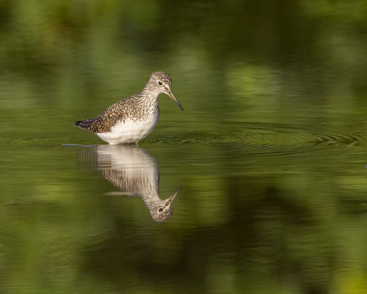 Solitary Sandpiper - ML616680506