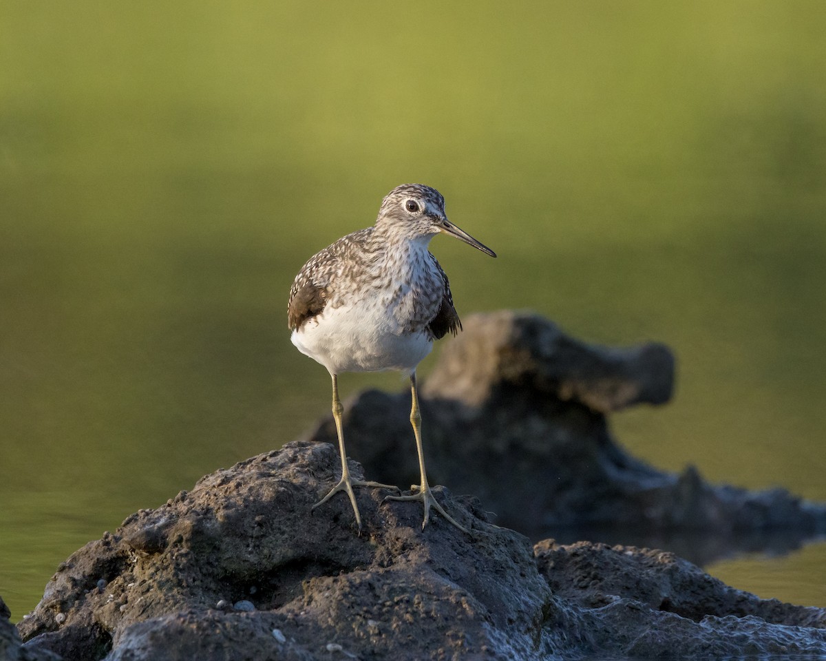 Solitary Sandpiper - ML616680507