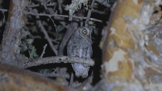 Arabian Scops-Owl - ML616680530