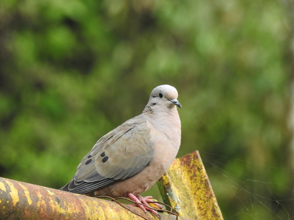 Eared Dove - ML616680594