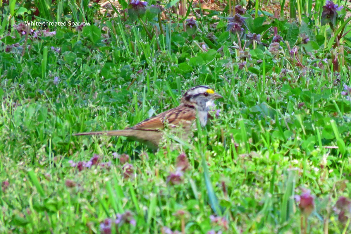 White-throated Sparrow - Merrill Lester