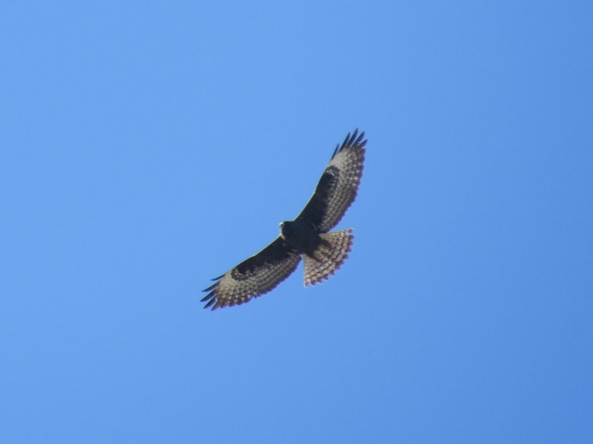 Short-tailed Hawk - Robert Lengacher