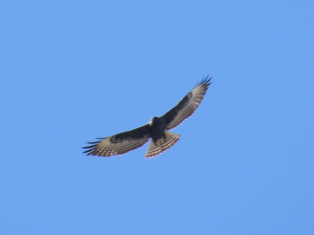 Short-tailed Hawk - Robert Lengacher