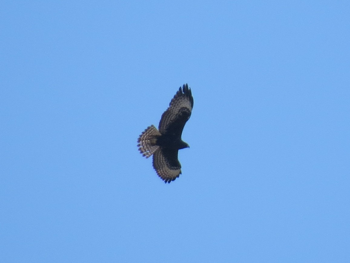 Short-tailed Hawk - ML616680629