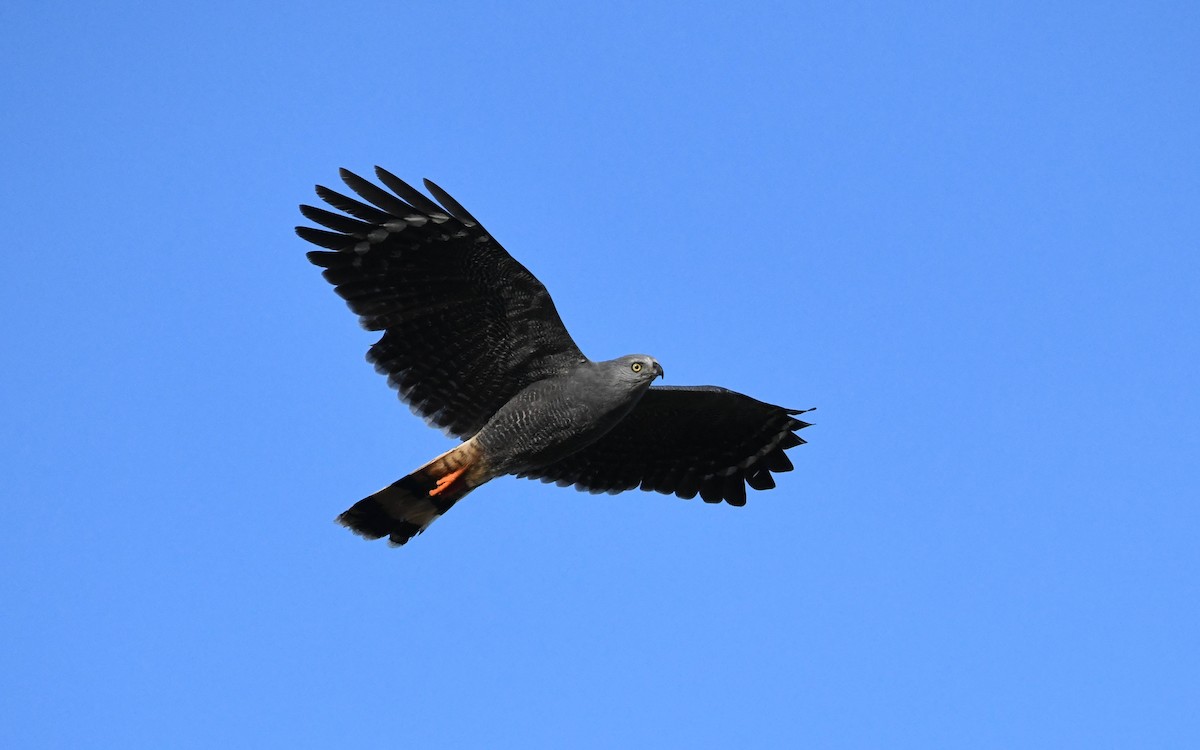 Crane Hawk - Camilo Garcia Gonzalez